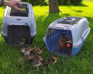 Szczęśliwie uratowana rodzina kaczek