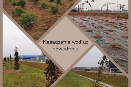 Nasadzenia na obwodnicy