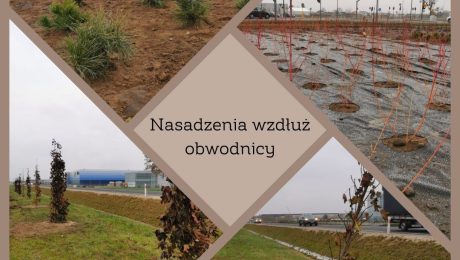 Nasadzenia na obwodnicy