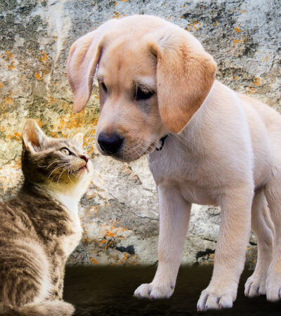 Informacja dot. kastracji zwierząt domowych