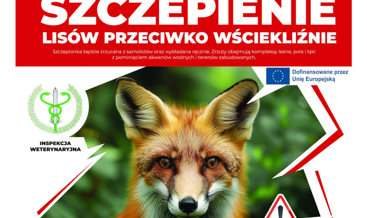 Szczepienie lisów przeciwko wściekliźnie